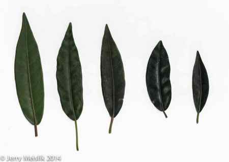 leaves